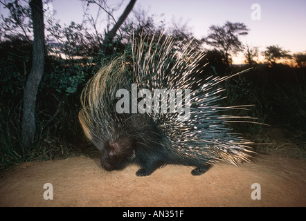 Stachelschweine Hystrix Africaeaustralis Afrikas größte Nagetier Namibia zentralen südlichen Ostafrika Stockfoto