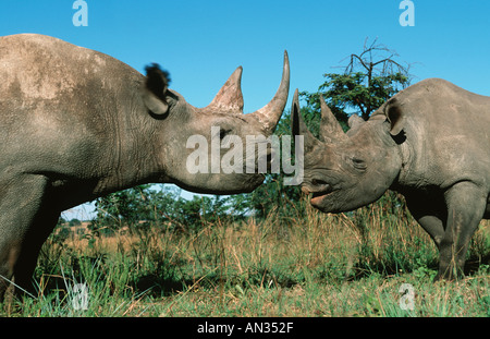 Black Rhinoceros Diceros Bicornis bedrohte Arten lokalisiert östlichen zentralen Südwestafrika Stockfoto