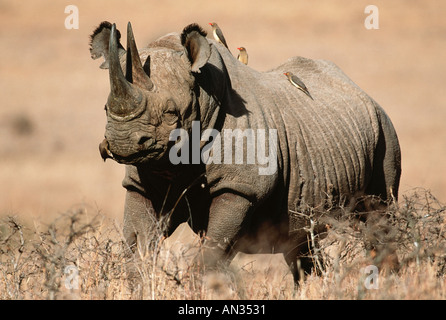 Black Rhinoceros Diceros Bicornis bedrohte Arten lokalisiert östlichen zentralen Südwestafrika Stockfoto
