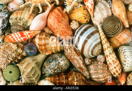 Muscheln-Schalen von Meeresschnecken aus rund um die afrikanische Küste eine Illustration der biologischen Vielfalt Stockfoto