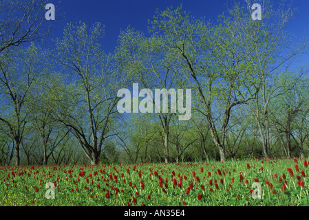 Frühling Pecan-Bäume und blühender Crimson Clover in einem Quellfeld im Mitchell County, Georgia USA Stockfoto