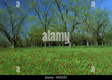 Feder-Pecan-Bäume zeigen ihre Blätter umgeben von blühendem Karmson-Klee auf einem sonnigen Feld in Mitchell County Georgia, USA Stockfoto