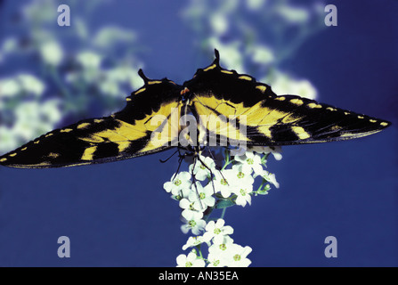 Ein Blick auf einen Schmetterling mit Schwalbenschwanz, Papilio Glaucus, der auf Blumen mit blauem Himmel thrillt, Missouri USA Stockfoto