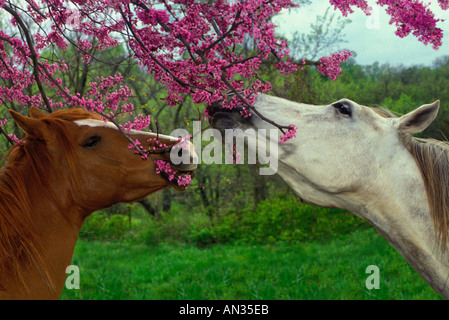 Zwei Pferde essen zusammen die Blumen aus einem blühenden Frühlings-Redbud-Baum, Cercis, Missouri USA Stockfoto