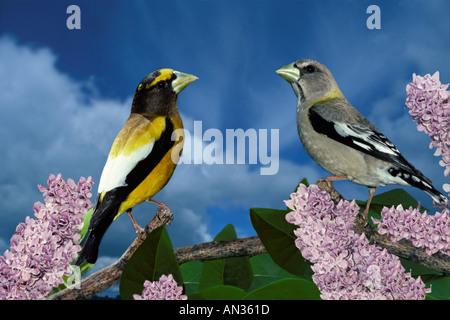 Männliche und weibliche Abend Kirschkernbeißern (Coccothraustes Vespertinus) auf blühenden Fliederstrauch, Missouri USA Stockfoto