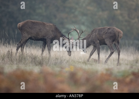 Rothirsch Cervus Elaphus junge Hirsche kämpfen Stockfoto