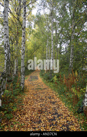 Wald-Pfad durch Birke Betula Pendel Bäume im Herbst Stockfoto
