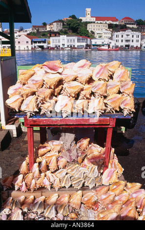 Conch Muscheln St Georges Grenada Caribbean Stockfoto