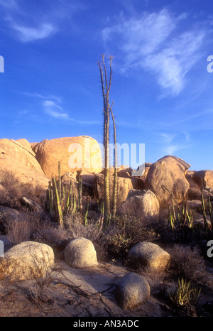Kakteen und Felsen in der Wüste in der Nähe von Cataviña in Baja California Mexiko Stockfoto
