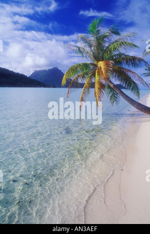 Palme am tropischen Strand auf der Insel Bora Bora in Tahiti Französisch-Polynesien Süd-Pazifik Stockfoto