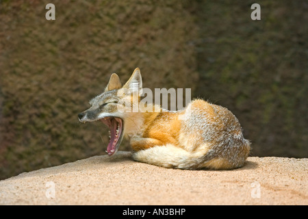 SWIFT-Fuchs Vulpes Velox Oklahoma City Zoo Oklahoma USA 26 August Erwachsene Gefangene Canidae Stockfoto