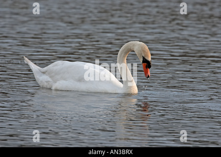 Höckerschwan Cygnus Olor schwimmen Stockfoto