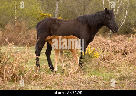 New Forest Pony und Fohlen Hampshire England UK Stockfoto