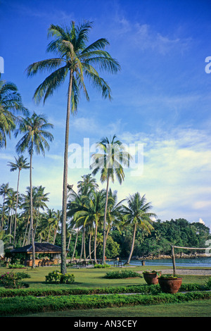 Hohe Kokospalmen wachsen im Garten, in der Nähe des Strandes. Mayang Sari Beach Resort, Bintan Island, Indonesien. Stockfoto