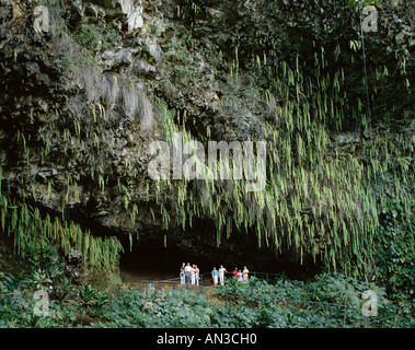 Fern Grotto, Hawaii / Kauai, USA Stockfoto