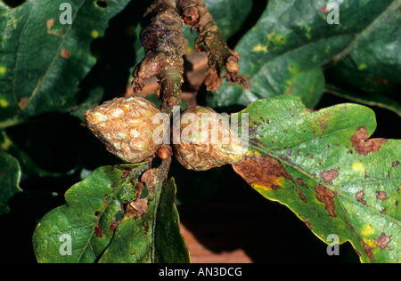 Artischocke Gallen an einer Eiche, verursacht durch eine Gall Wasp Andricus fecundator Stockfoto