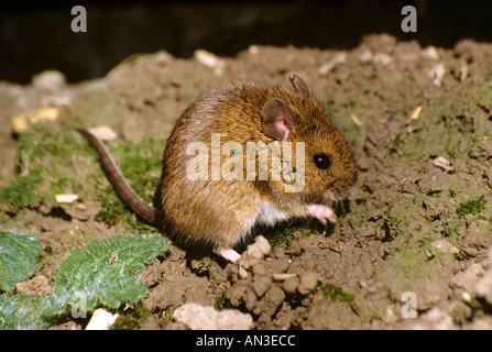 Holz oder lange Tailed Feldmaus Stockfoto