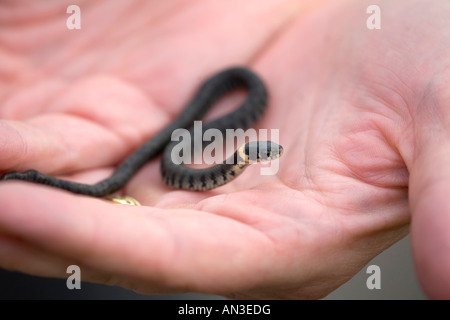 Ringelnatter Natrix Natrix in der Handfläche einer Hand Dorset Stockfoto