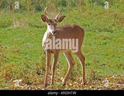 Ein weiß - angebundene Rotwild in einem Feld. Stockfoto