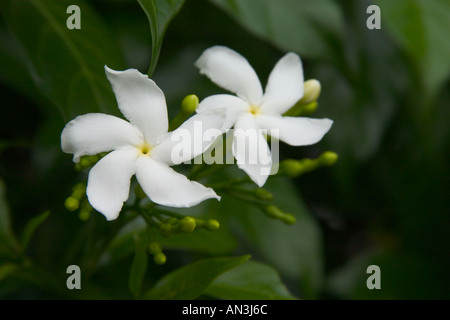 Krepp Jasmin (Tabernaemontana Divaricata) weiß, fünfblättrigen, Windrad, duftende Blume Stockfoto