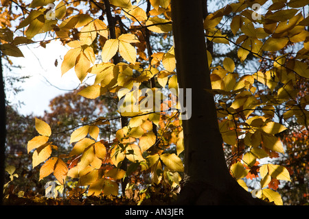 Ulme in den Herbst, CT, USA Stockfoto