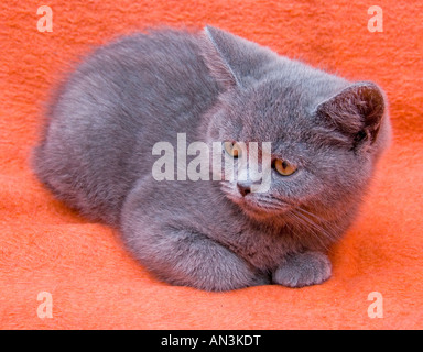 Britisch Kurzhaar blau Kätzchen Stockfoto