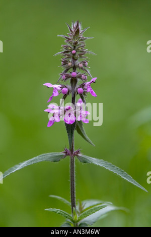 Marsh Woundwort Niederwendischen Palustris cornwall Stockfoto