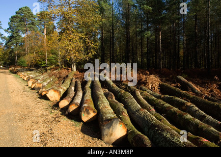 Gefällte Bäume liegen auf dem Boden im New Forest Nationalpark, Hampshire, UK Stockfoto