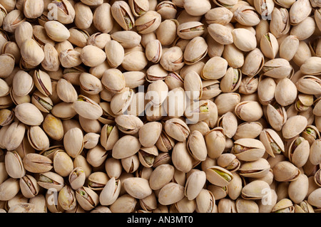 Die Pistazie, Pistacia Vera, ein Mitglied der Cashew-Familie eine beliebte Nuss Stockfoto