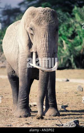 Alten Elefantendame mit asymmetrischen Stoßzähne eines gekrümmten Rücken Amboseli Nationalpark Kenia in Ostafrika Stockfoto