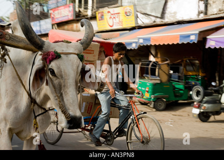 Biker, die neben einer Kuh auf den Straßen von Delhi Radfahren Stockfoto