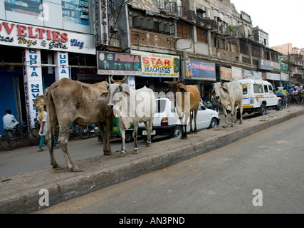 Kühe in den Straßen von Delhi Stockfoto