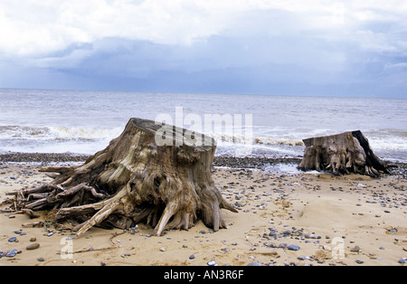 Baum Strumps am Strand von Covehithe, Suffolk durch Küstenerosion. Stockfoto