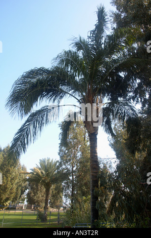 Syagrus Romanzoffiana Queen Palm AKA Cocos plumosa Stockfoto