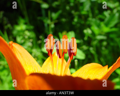 Lilium Bulbiferum, Orangerote Feuerlilie, Lis Safrane, Glilio Rosso, Feuerlilie, Feuer-Lilie Stockfoto
