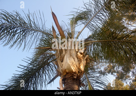 Syagrus Romanzoffiana Queen Palm AKA Cocos plumosa Stockfoto