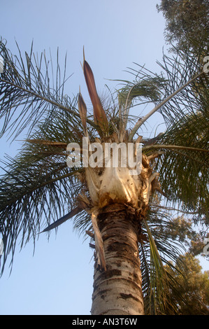 Syagrus Romanzoffiana Queen Palm AKA Cocos plumosa Stockfoto