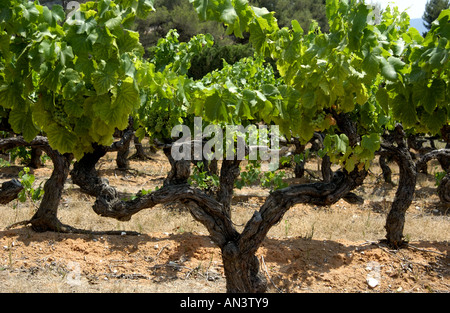 Weinreben, Cotes du Rhone, Frankreich, Europa Stockfoto