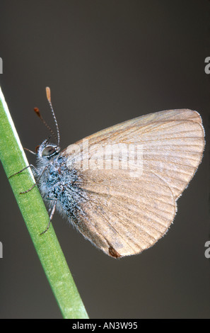 Australische Grass blaue Schmetterling Stockfoto