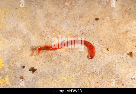 Bloodworm Larve von einer australischen nicht beissen midge Stockfoto