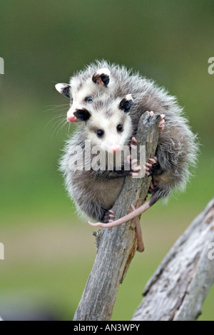 Virginia Opossum Didelphis Virginiana Sandstein Minnesota USA 22 September Jungvögel gefangen Didelphidae Stockfoto