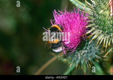 Hummel auf schottische Distel Blume Stockfoto