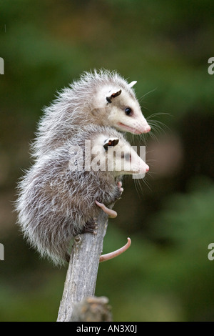 Virginia Opossum Didelphis Virginiana Sandstein Minnesota USA 22 September Jungvögel gefangen Didelphidae Stockfoto