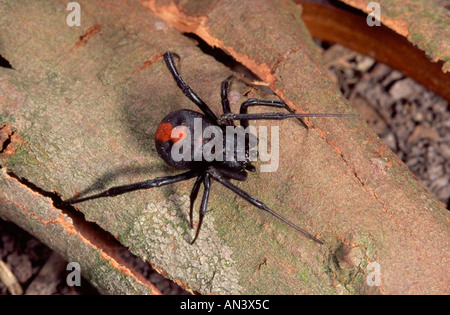Rot Back Spider ist eine australische Spinne, die im Zusammenhang mit der amerikanischen Black widow Stockfoto