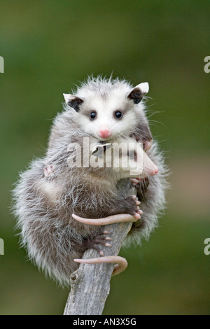 Virginia Opossum Didelphis Virginiana Sandstein Minnesota USA 22 September Jungvögel gefangen Didelphidae Stockfoto