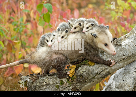 Virginia Opossum Didelphis Virginiana Sandstein Minnesota USA 22 September Erwachsene Frauen mit jungen Stockfoto