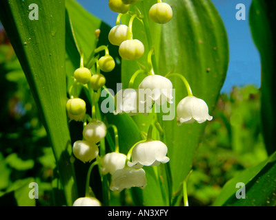 Lilie des Tales Blumen, Convallariaarten Majalis, Maiglöcken, Muguet de Mai, Mughetto Stockfoto