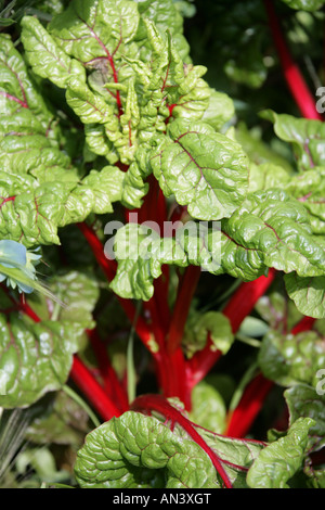 Swiss Chard aka Silverbeet, Perpetual Spinat oder Mangold, Beta vulgaris var cicla Stockfoto