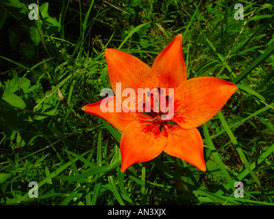 Lilium Bulbiferum, Orangerote Feuerlilie, Lis Safrane, Glilio Rosso, Feuerlilie, Feuer-Lilie Stockfoto