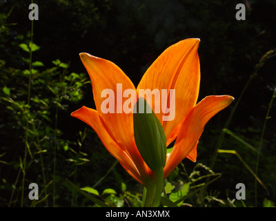 Lilium Bulbiferum, Orangerote Feuerlilie, Lis Safrane, Glilio Rosso, Feuerlilie, Feuer-Lilie Stockfoto